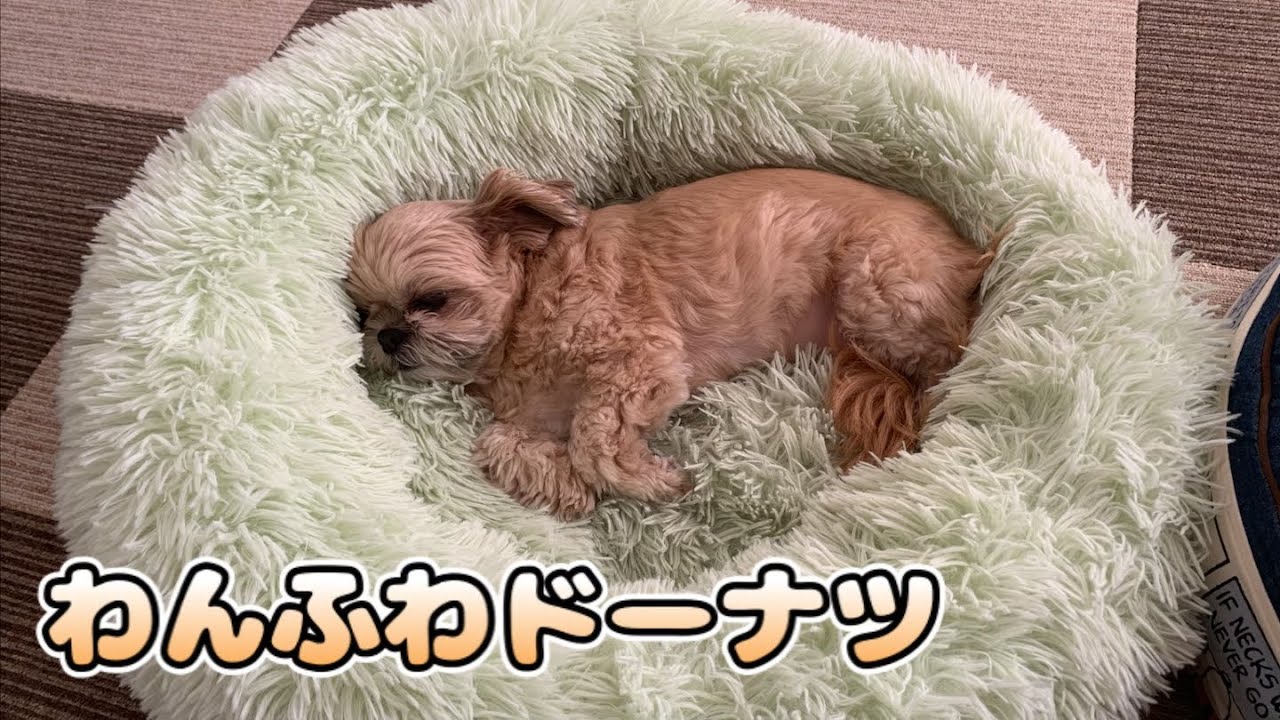 犬 福袋 22年ペットショップジョーカーの犬服福袋を買いました チワワ シーズー Youtube