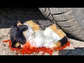 Crushing Crunchy & Soft Things by Car! EXPERIMENT: Car vs Fake Cat