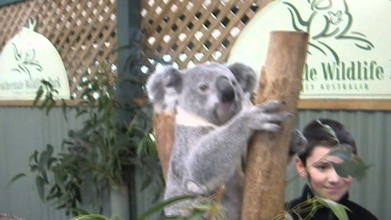 The Dance of the Evil Koalas YouTube