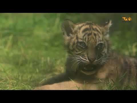 Mała tygrysica sumatrzańska z ZOO Wrocław