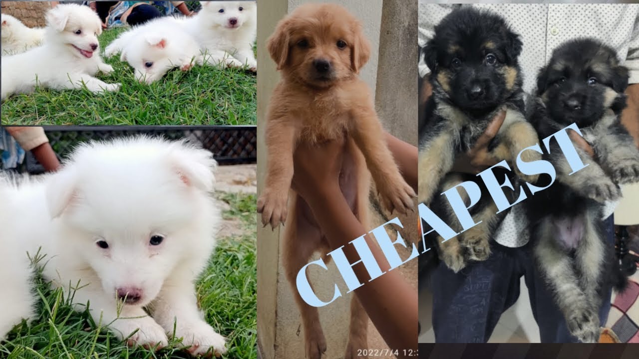 BEST QUALITY DOG PUPPIES FOR SALE IN RANCHI POMERANIAN, GERMAN