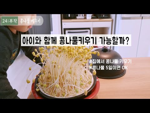 콩나물키우기_아이와 집에서 콩나물 키우기 가능할까/korean life log