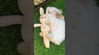 Asleep! Rabbit Lop Rabbit Pet