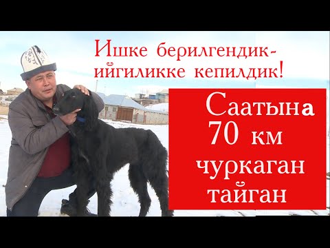 Video: Берилгендик деген эмне?