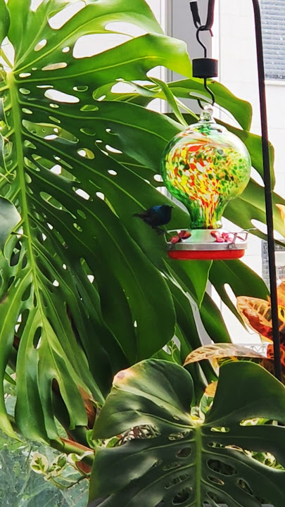 colibri 49