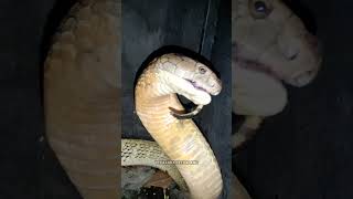 king cobra rakus | how king cobra breath while eating the python? #python #kingcobra #shorts #short