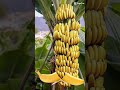 BANANAS. #capcut  #fyp #fypシ #short  #shorts  #shortvideo  #viral  #trending  #fruit  #slice