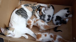 Cute kittens are very happy with their mother by cute 1,003 views 8 months ago 7 minutes, 4 seconds