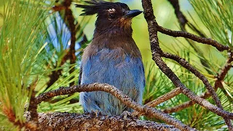 (HD) Steller's Jay Mini-Documentary