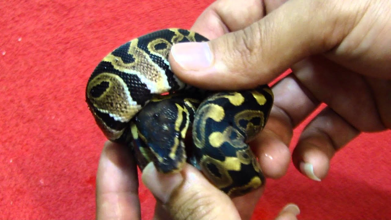 eggs florentine Clutch 4, 5 and contest preview... what?!