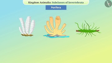 Animal Kingdom : Invertebrates 1 | Part 1/2 | English | Class 9