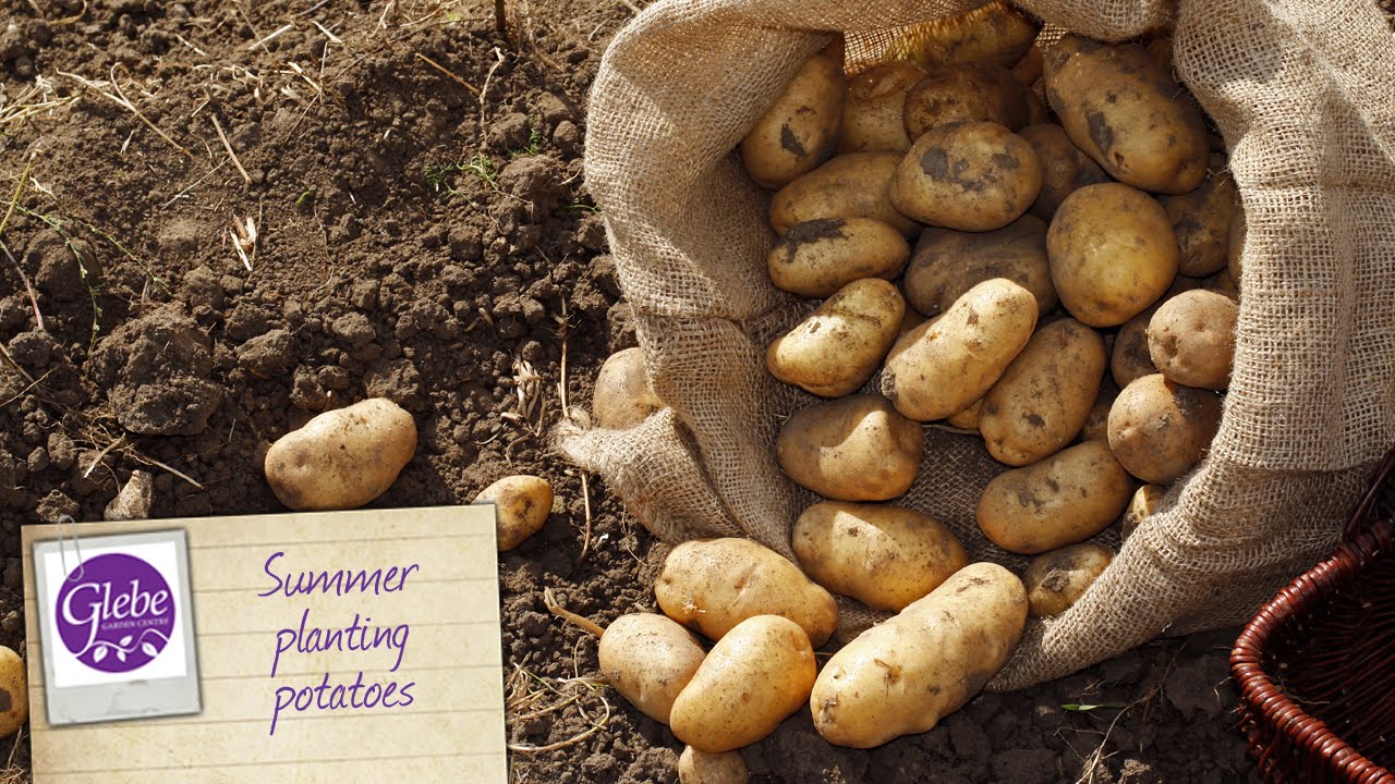 Summer planting potatoes