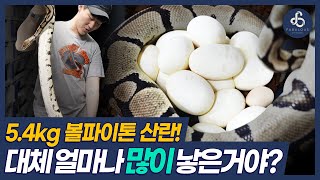 “볼파이톤은 과연 알을 몇개나 낳을까? 국내 최고 기록 갱신, 페뷸러스 파이톤의 빅맘 클러치.”