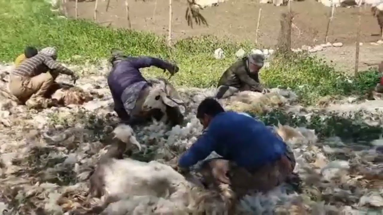Nomad Iran - Picking sheep's wool 🐑 know more about this tradition in the description