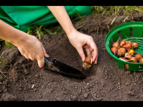 فيديو: كيفية زراعة لمبات التوليب: 8 خطوات (بالصور)