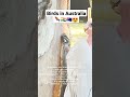 Birds in Australia 🦜🇮🇳🇦🇺😍#shorts #youtubeshorts #vlog #ltevlogs #nsjvlogs