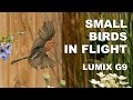 Lumix G9 Small Birds in Flight