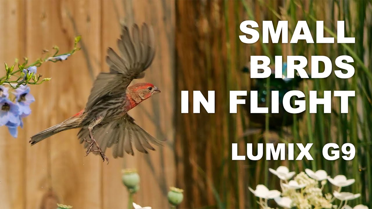 Lumix G9 Маленькие птицы в полете