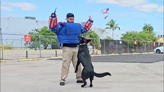 Can your protection dog STOP a knife Attack??? by Richard Heinz 555 views 13 days ago 14 minutes, 2 seconds