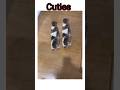 Cuties #shorts #islamicshorts #viral #islamicvideo #islamicstatus #cat #cats #catvideos #cute #trend