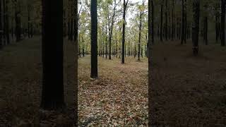Дубовий ліс восени на півдні України #відпочинок #nature
