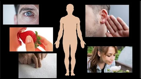 Quais são os elementos que compõem o ser humano?