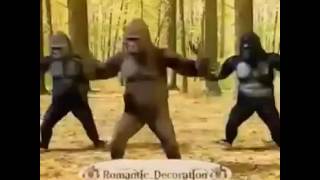 Goril Dansı...