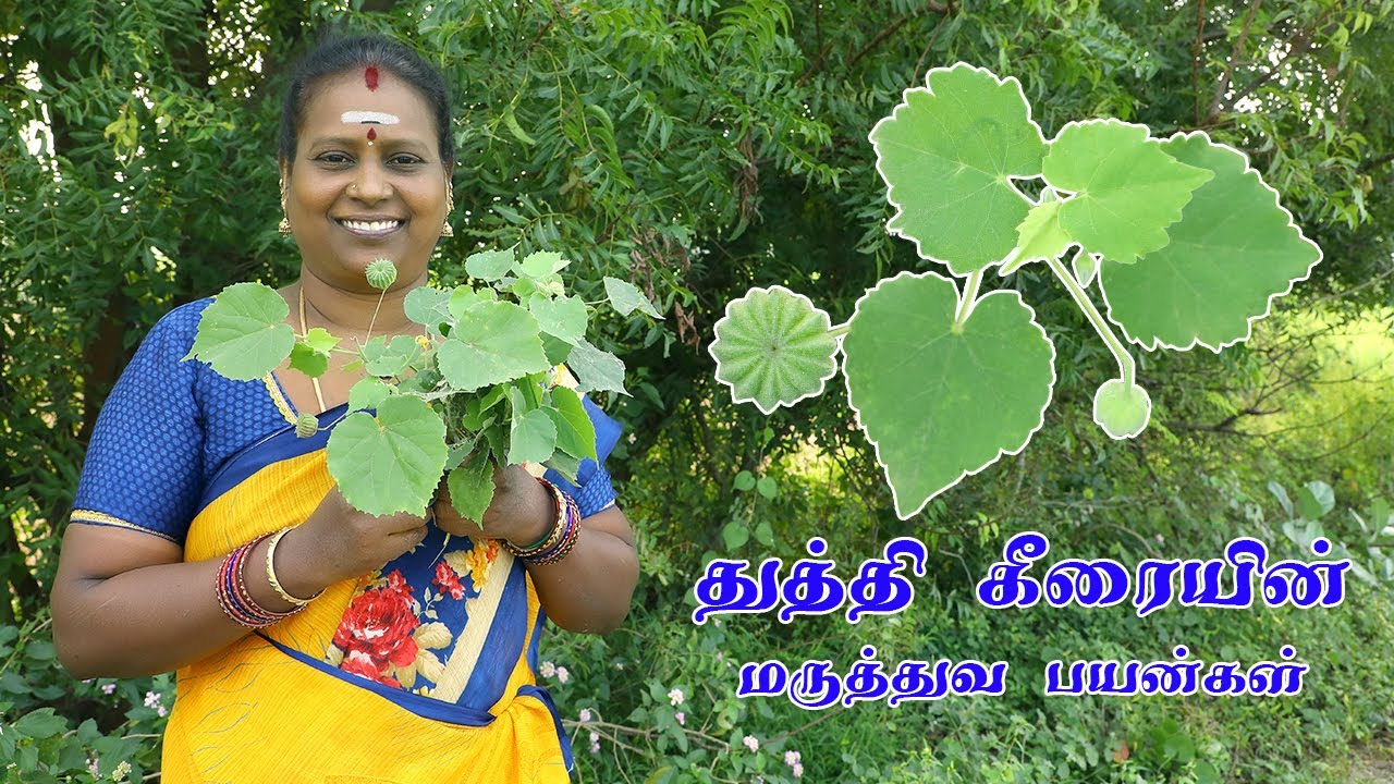 துத்தி கீரையின் மருத்துவ பயன்கள் | Indian mallow's Medicinal benefits
