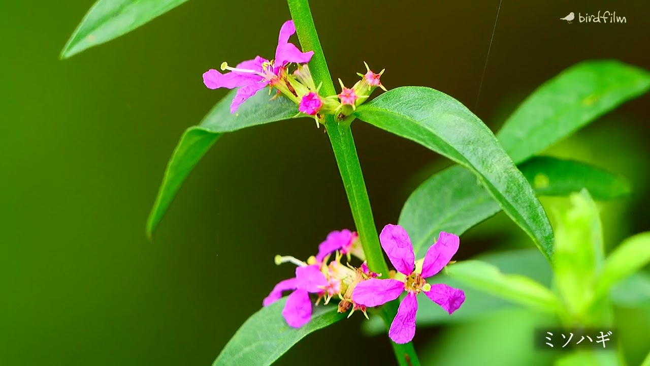 竜泉寺の谷戸で輝くいのちたち（2024制作）本編のみ