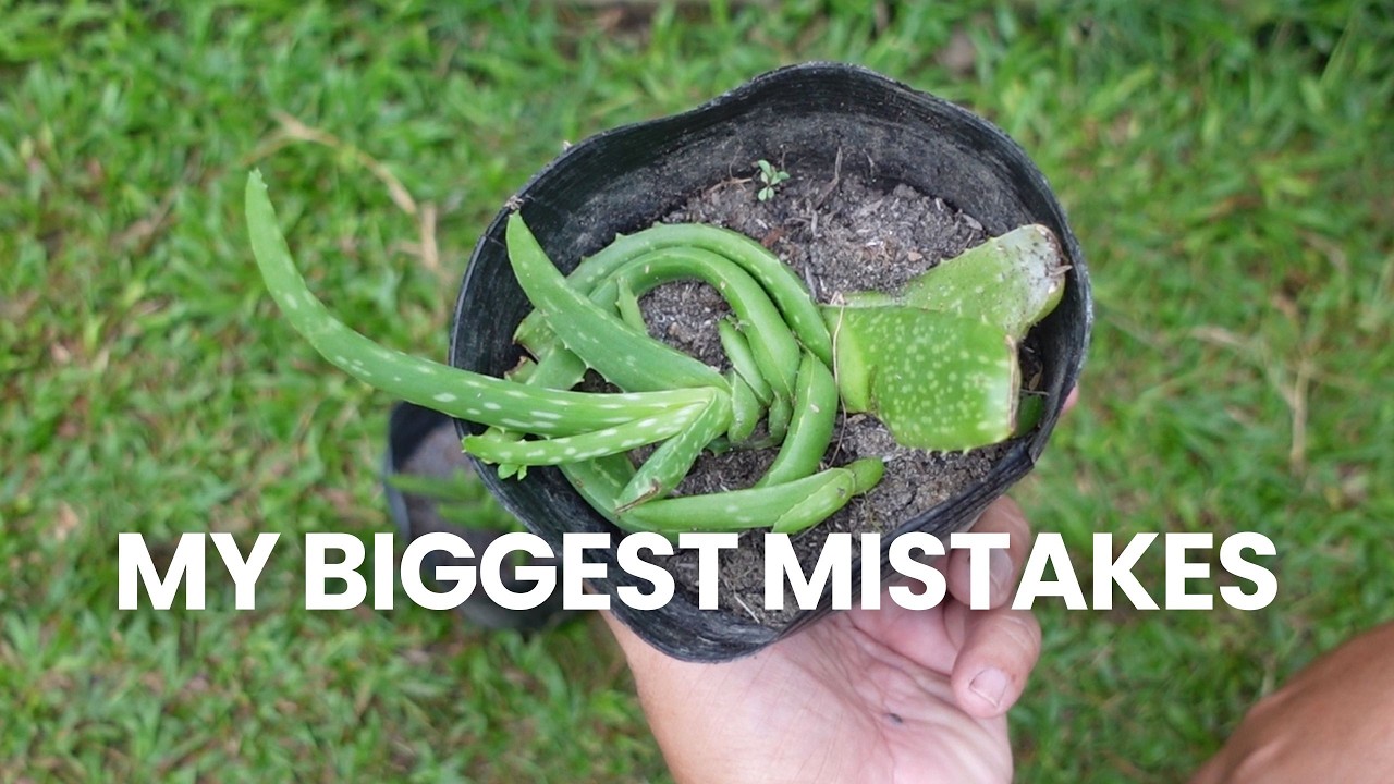 My Failed Aloe Vera Experiments
