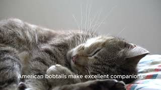 American Bobtail by AFFINITYX#allaboutanimals# 61 views 6 months ago 39 seconds