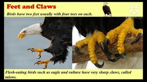 MLZS JHANSI CLASS 3 EVS Chapter 16 Birds Lecture 1