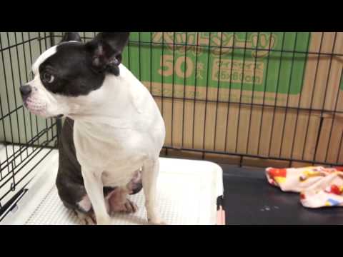 ドッグトレーニング 犬のしつけ教室 人間を噛む ボストンテリア 静岡県浜松市