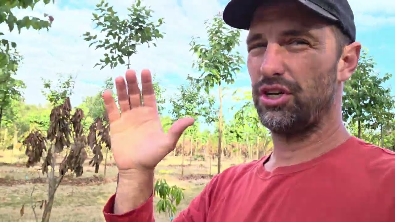 Тонкая настройка агролесоводства (выбор видов)