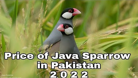 Price of Java Finch in Pakistan 2022 | JAMSHED BIRDS