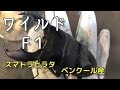 【スマトラヒラタ】ベンクール産のオスが出ましたぁ～！【ぴぴんap】