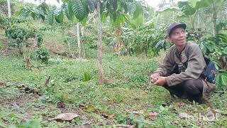 Pikat Nekkon. Copet Luppak Wai Poin 40 24,12,2023 Argomulio