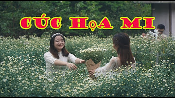 Vườn Cúc Họa Mi ở Thanh Hóa Đẹp hơn Vườn Cúc Họa Mi Hà Nội