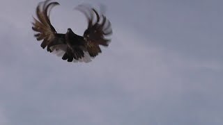 Серпасто-выворотные голуби в г.Краснодоне