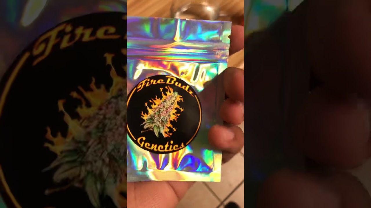 Cannabis Auto flower grow first steps (Firebudz) company