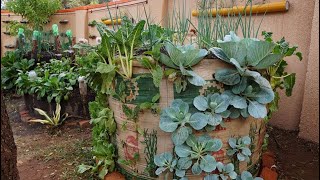 How to grow food in your compound/backyard at home?