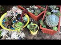 My hobby is gardening