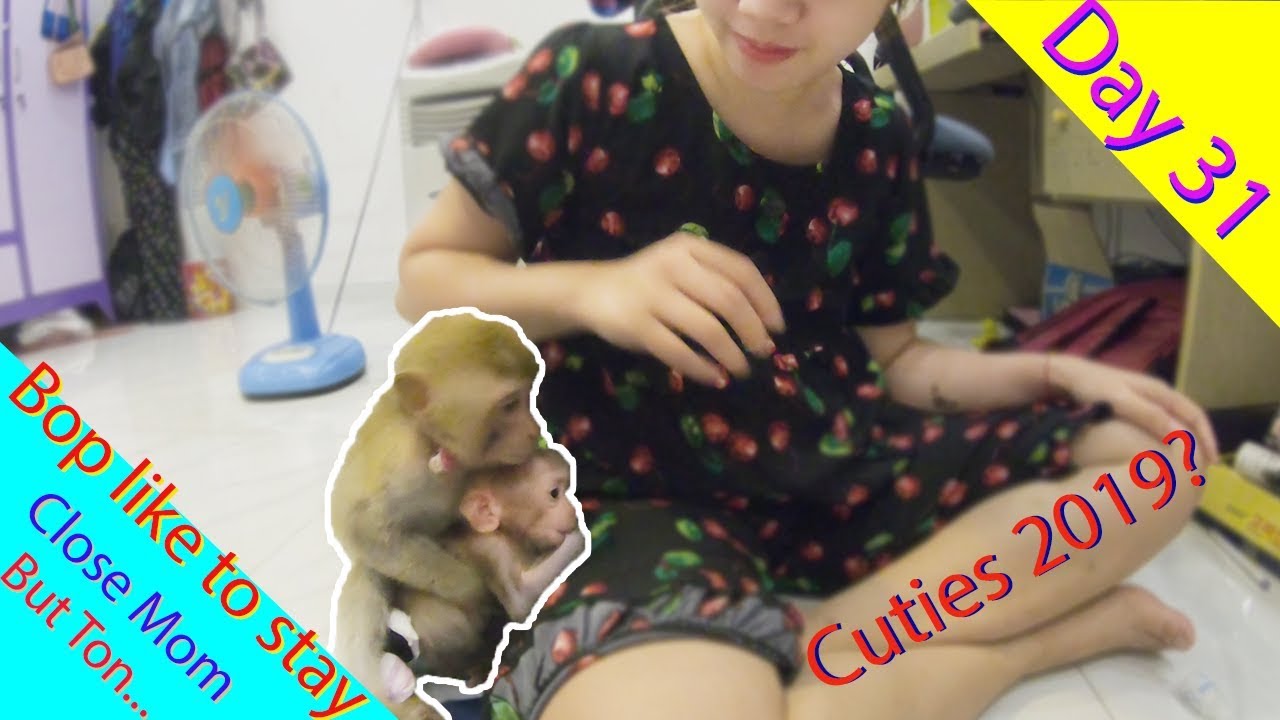Monkey Baby Cutest you have ever seen 2019 | Day 31 Bop like to stay close Mom but Ton doesn’t want