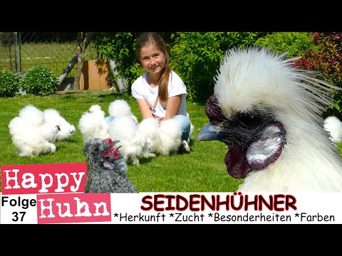 E37 Zwerg-Seidenhühner im Rasseportrait bei HAPPY HUHN - Stall, Haltung, Zucht, Küken, Farbschläge