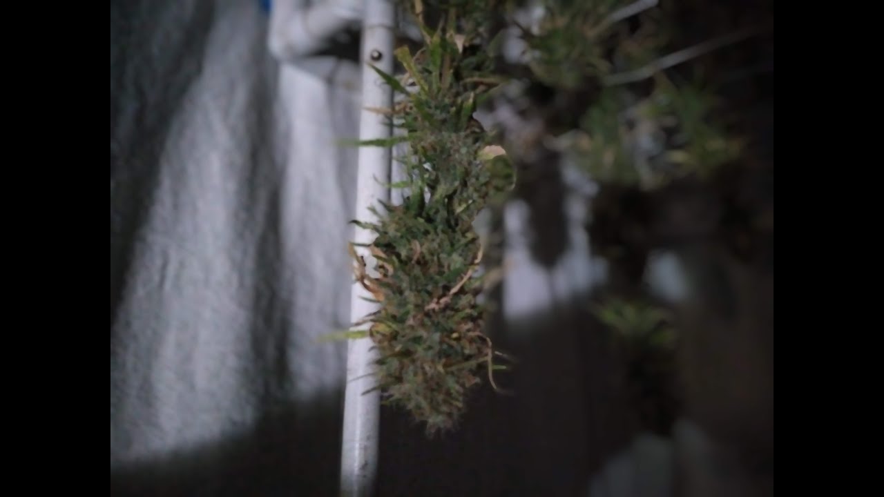 Growing Cannabis using the Mars Hydro sp-150  week11 day 73