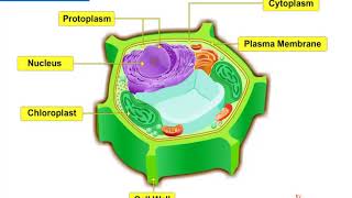 NCERT CBSE Class 8 Science Chapter 8 Cell - Structure and Functions Part 4