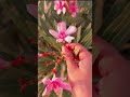 قالو حبيبي لي حبيب تاني بدون موسيقي اكسبلور لايك قالو حبيبي لي حبيب تاني بدون موسيقي اكسبلور لايك