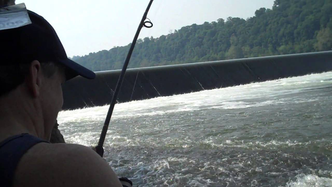 "Monster" Striper at Dashields Dam Ohio River YouTube
