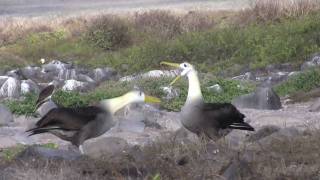 Waved Albatross Mating Dance -- the bird and human version!