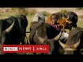 Cattle crops and iron  history of africa with zeinab badawi episode 2